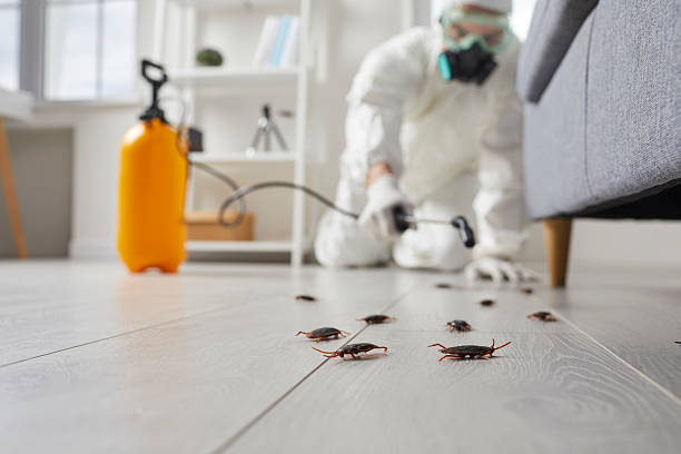 Commercial Rodent Management in Pell City